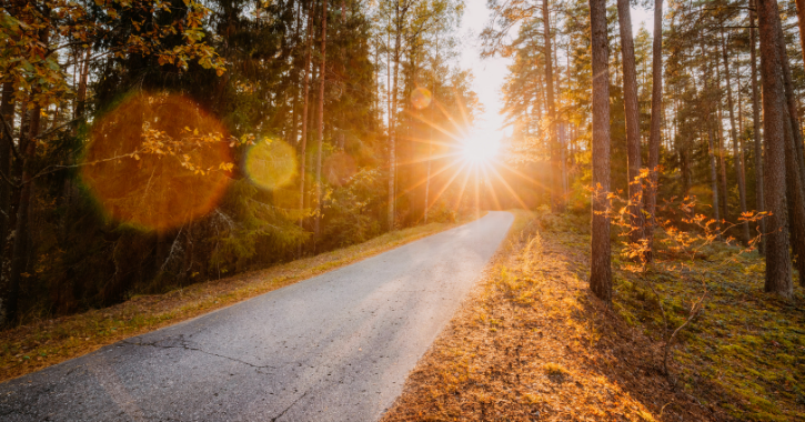 Sun light peaking through trees in a forest with a long road in middle.